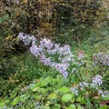 IMG_20181007_121953.jpg