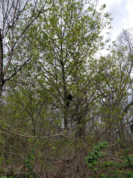IMG 20180503 185515