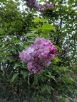 IMG 20180513 130315