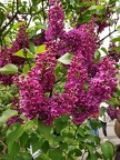 IMG 20180513 125012