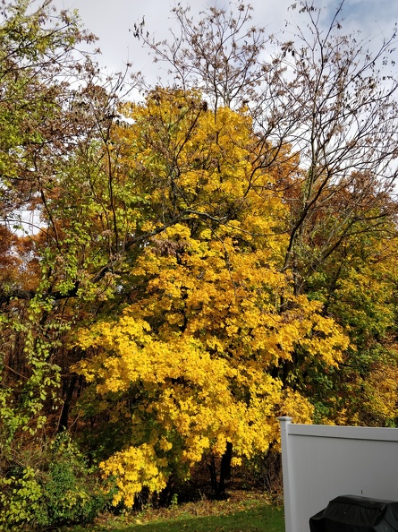 IMG 20181103 134943