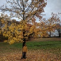 IMG 20181110 121233