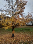 IMG 20181110 121233