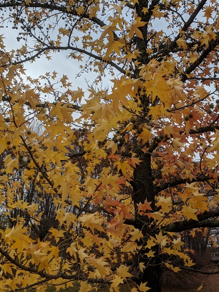 IMG 20181110 121155