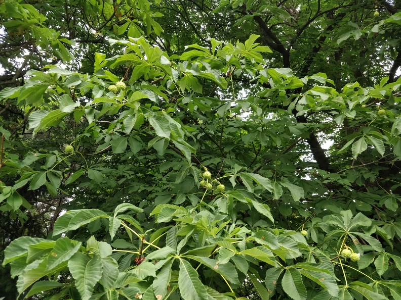 IMG 20180617 191402