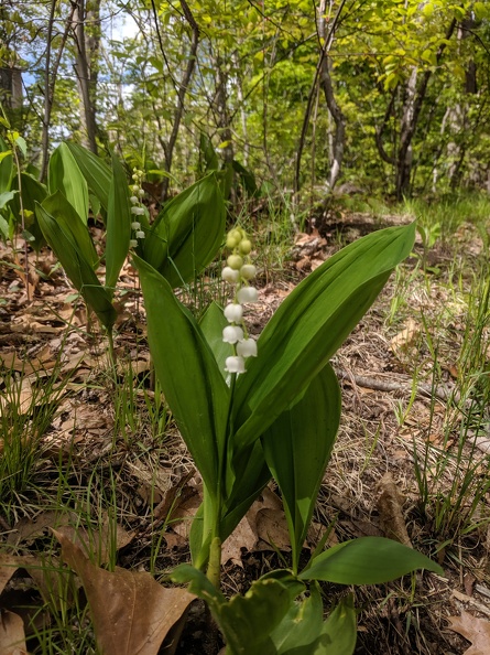 IMG 20190516 150417