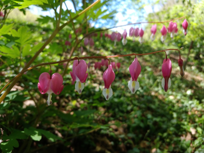 IMG 20190518 124728