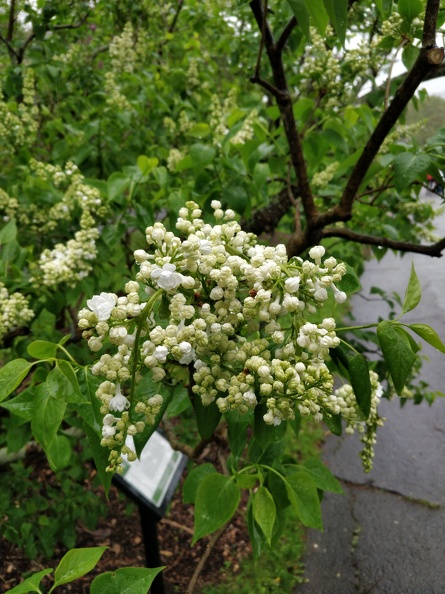 IMG 20190512 114211