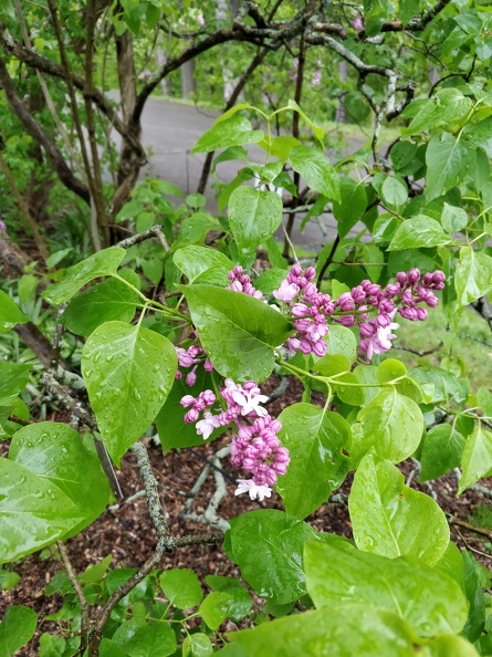 IMG 20190512 115142