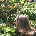 Roses Garden 002
