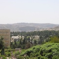 Roses Garden 004
