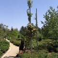 Roses Garden 010