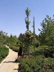 Roses Garden 010