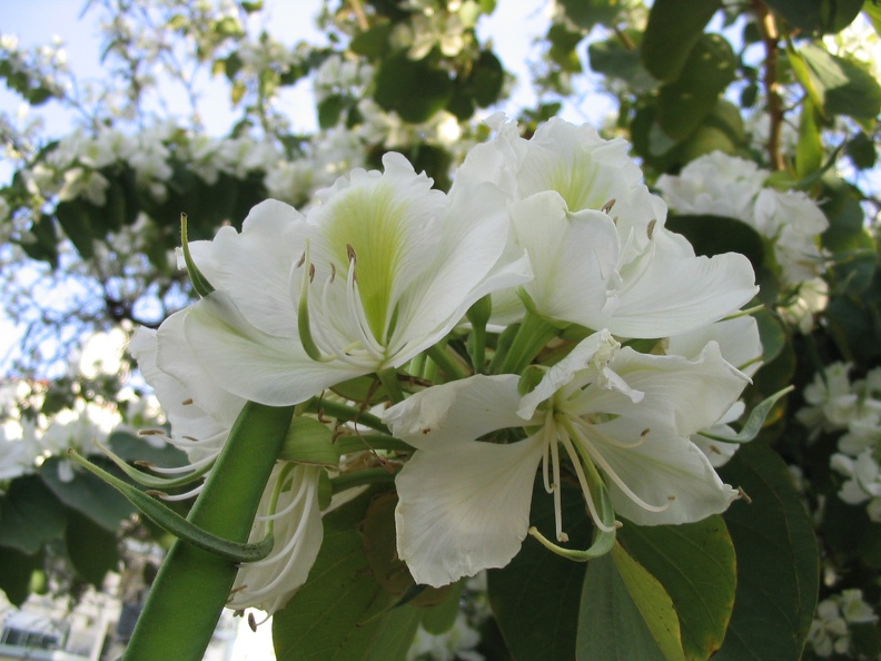 Kfar-Saba Flowers 001