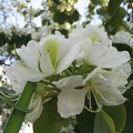 Kfar-Saba Flowers 001