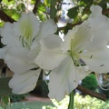 Kfar-Saba Flowers 003