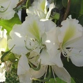 Kfar-Saba Flowers 004