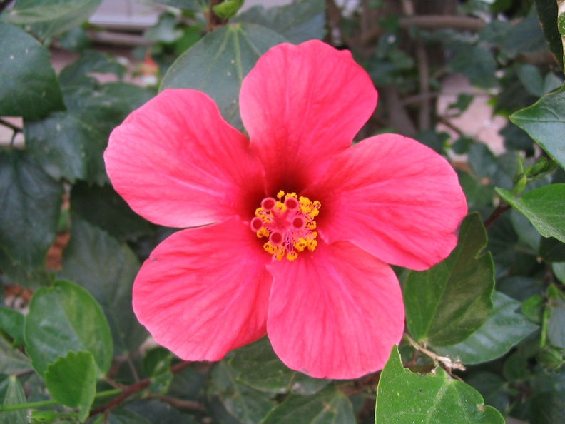 Kfar-Saba Flowers 005