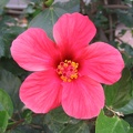 Kfar-Saba Flowers 005