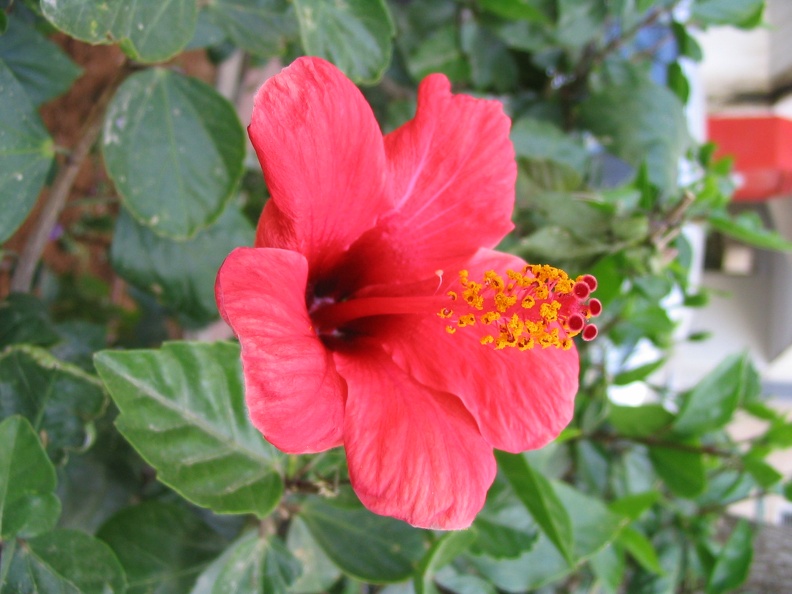 Kfar-Saba Flowers 006