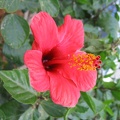 Kfar-Saba Flowers 006