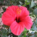 Kfar-Saba Flowers 007