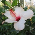 Kfar-Saba Flowers 010
