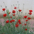 Kfar-Saba Flowers 012