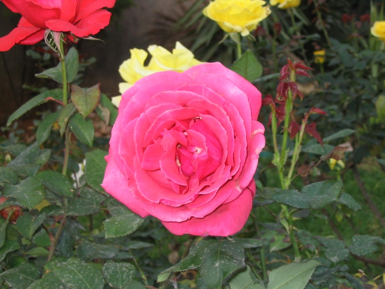 Kfar-Saba Flowers 013