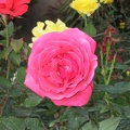 Kfar-Saba Flowers 013