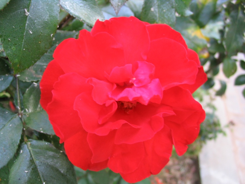 Kfar-Saba Flowers 014