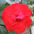 Kfar-Saba Flowers 014