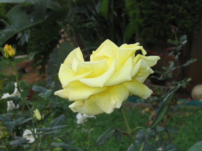 Kfar-Saba Flowers 015