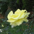 Kfar-Saba Flowers 015