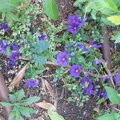 Kfar-Saba Flowers 016