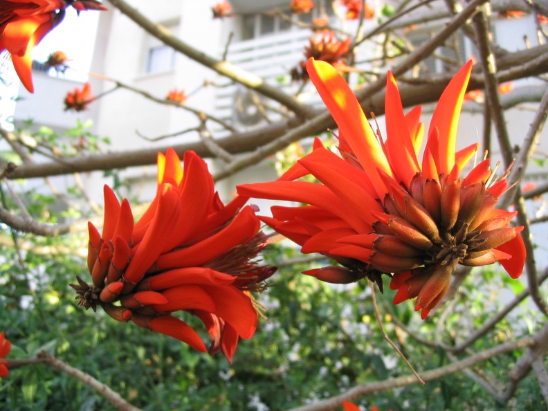 Kfar-Saba Flowers 017
