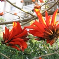 Kfar-Saba Flowers 017