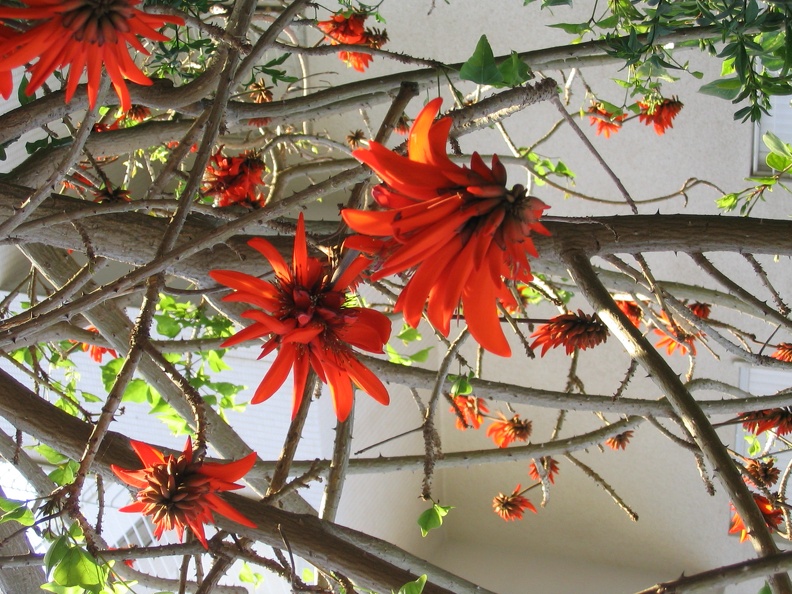 Kfar-Saba Flowers 018