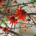 Kfar-Saba Flowers 018