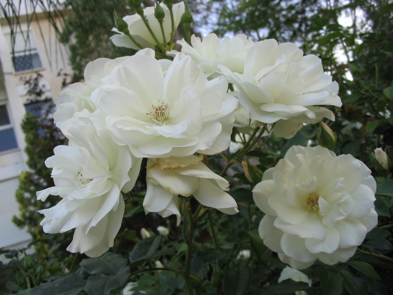 Kfar-Saba Flowers 019