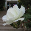 Kfar-Saba Flowers 020