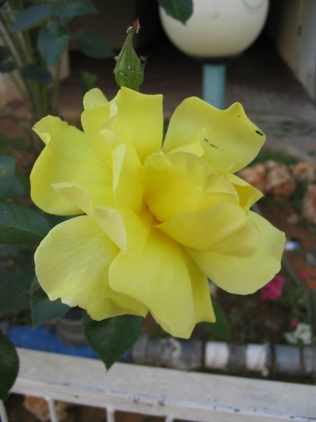 Kfar-Saba Flowers 021