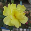 Kfar-Saba Flowers 021