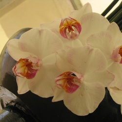 Flowers Exhibition