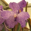 Flowers Exhibition 002