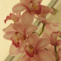 Flowers_Exhibition_003.jpg