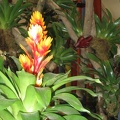 Flowers Exhibition 004