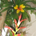 Flowers Exhibition 006