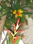 Flowers Exhibition 006