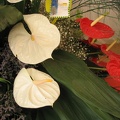 Flowers Exhibition 015